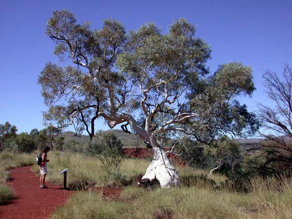 Snappy Gum Tree